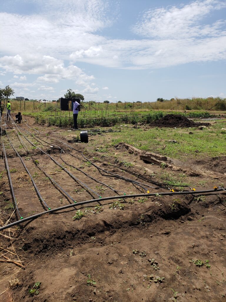 drip irrigation