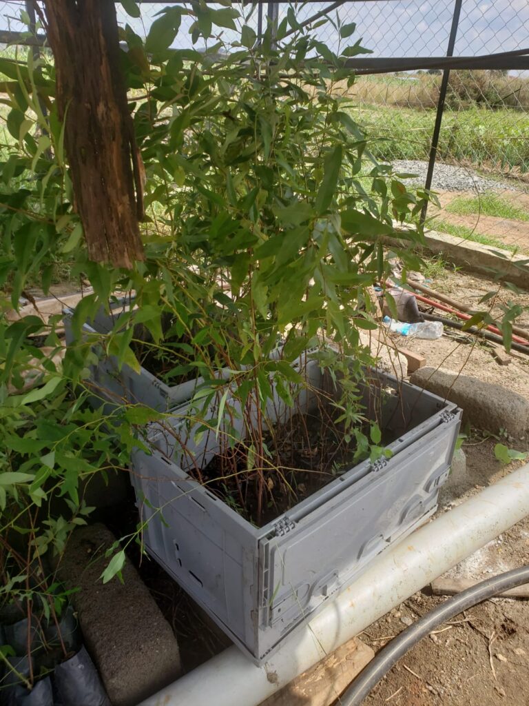 Eucalyptus